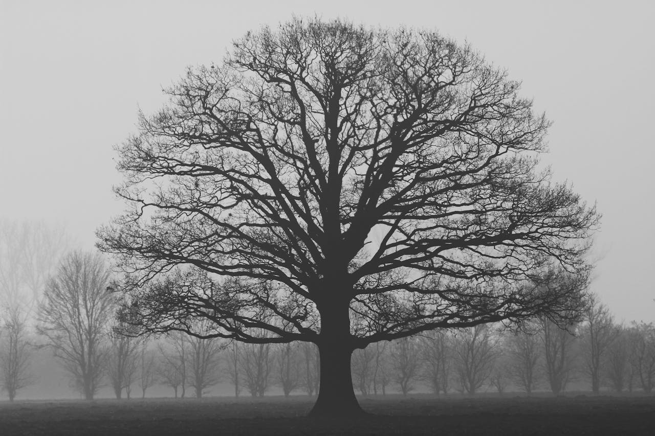 An oak tree stands alone in a misty field, silhouetted against a foggy autumn sky.